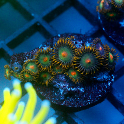 JC Saturn Zoanthid