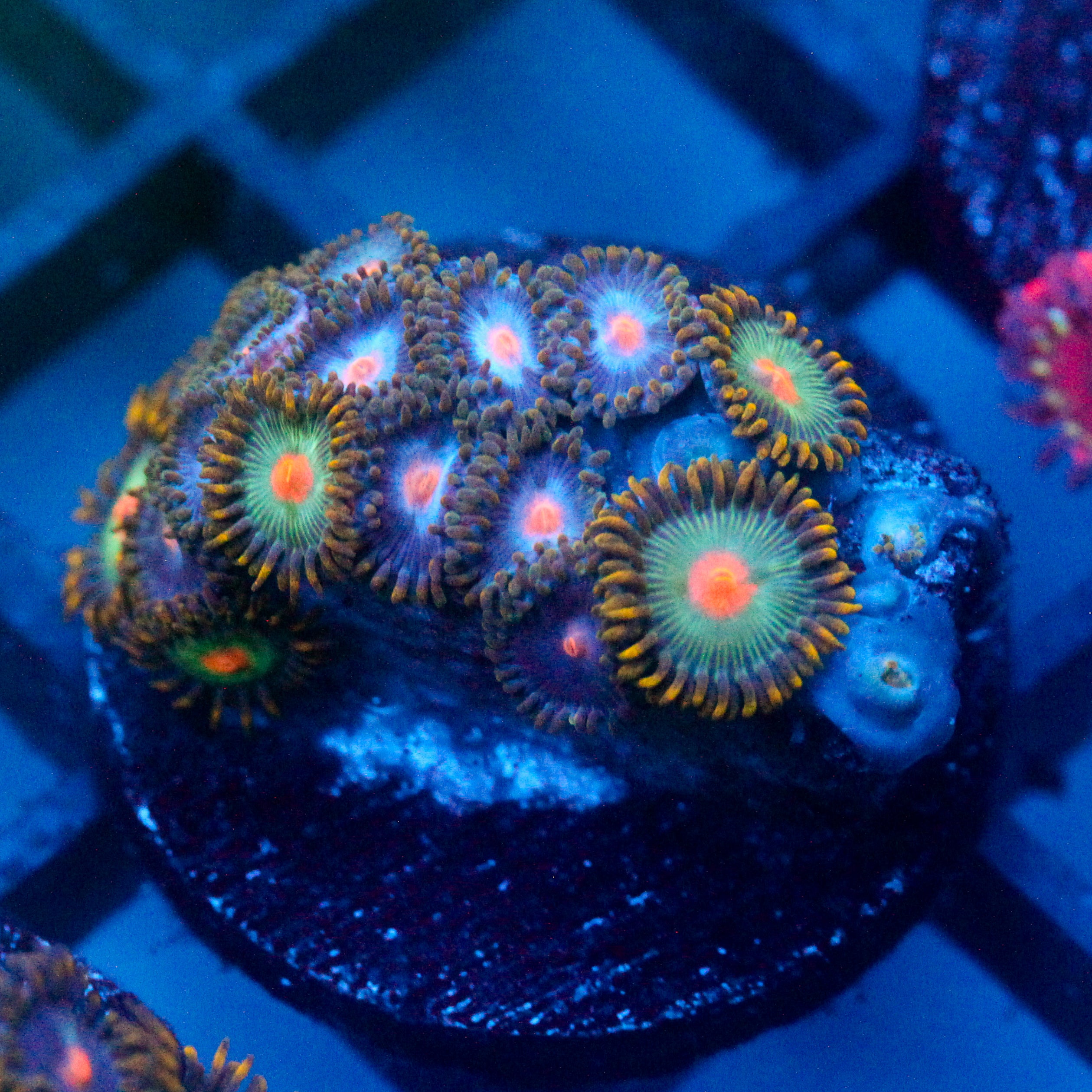 JC Zoa Garden Seed