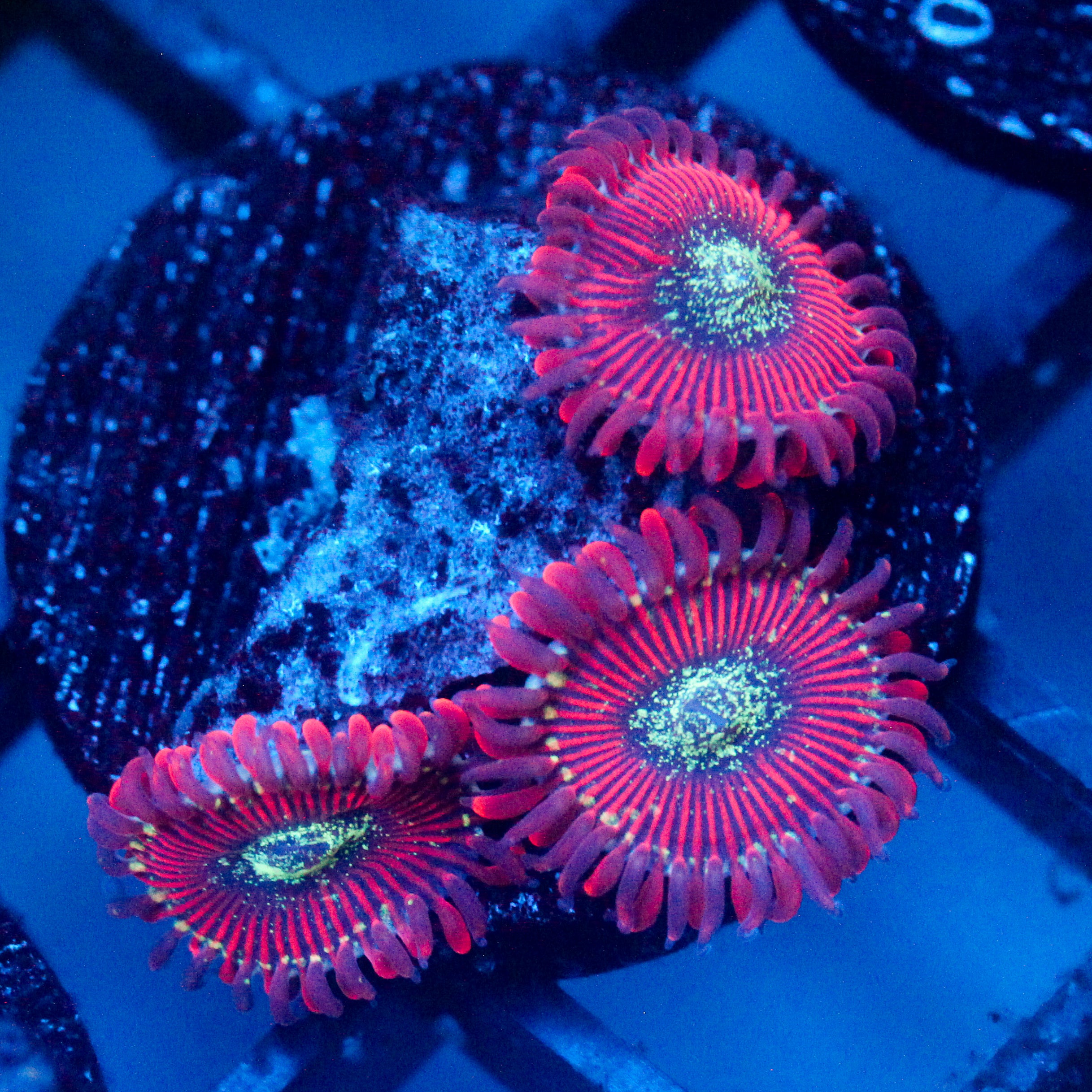 JC Magician's Zoanthid