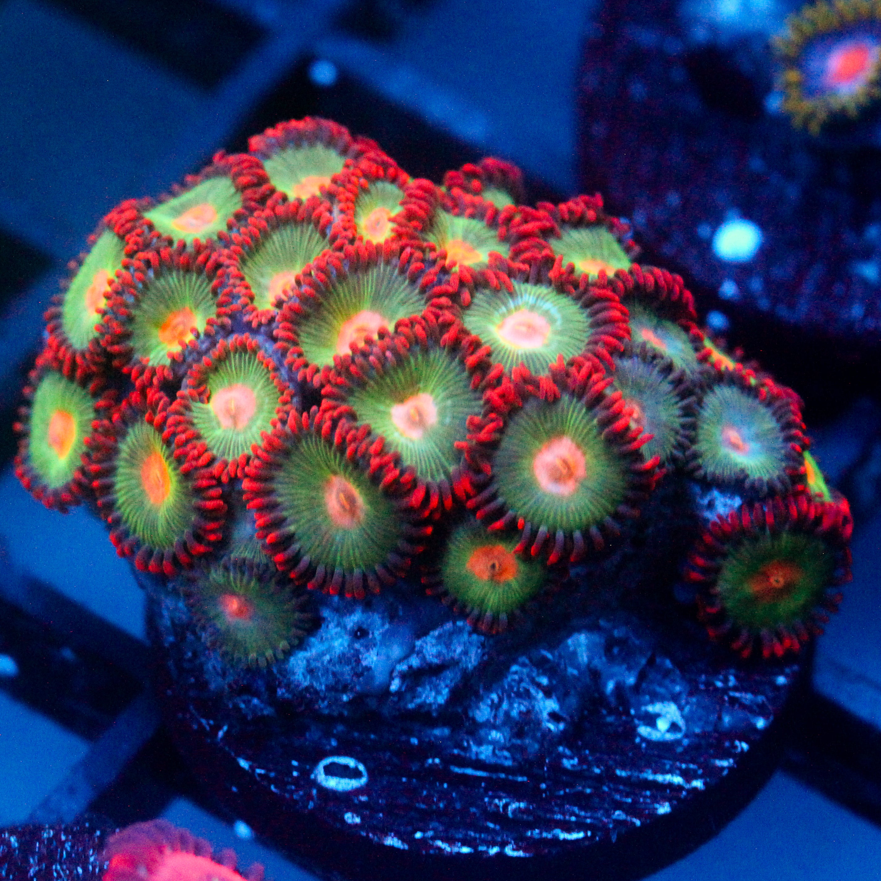 JC Gatorade Zoanthids