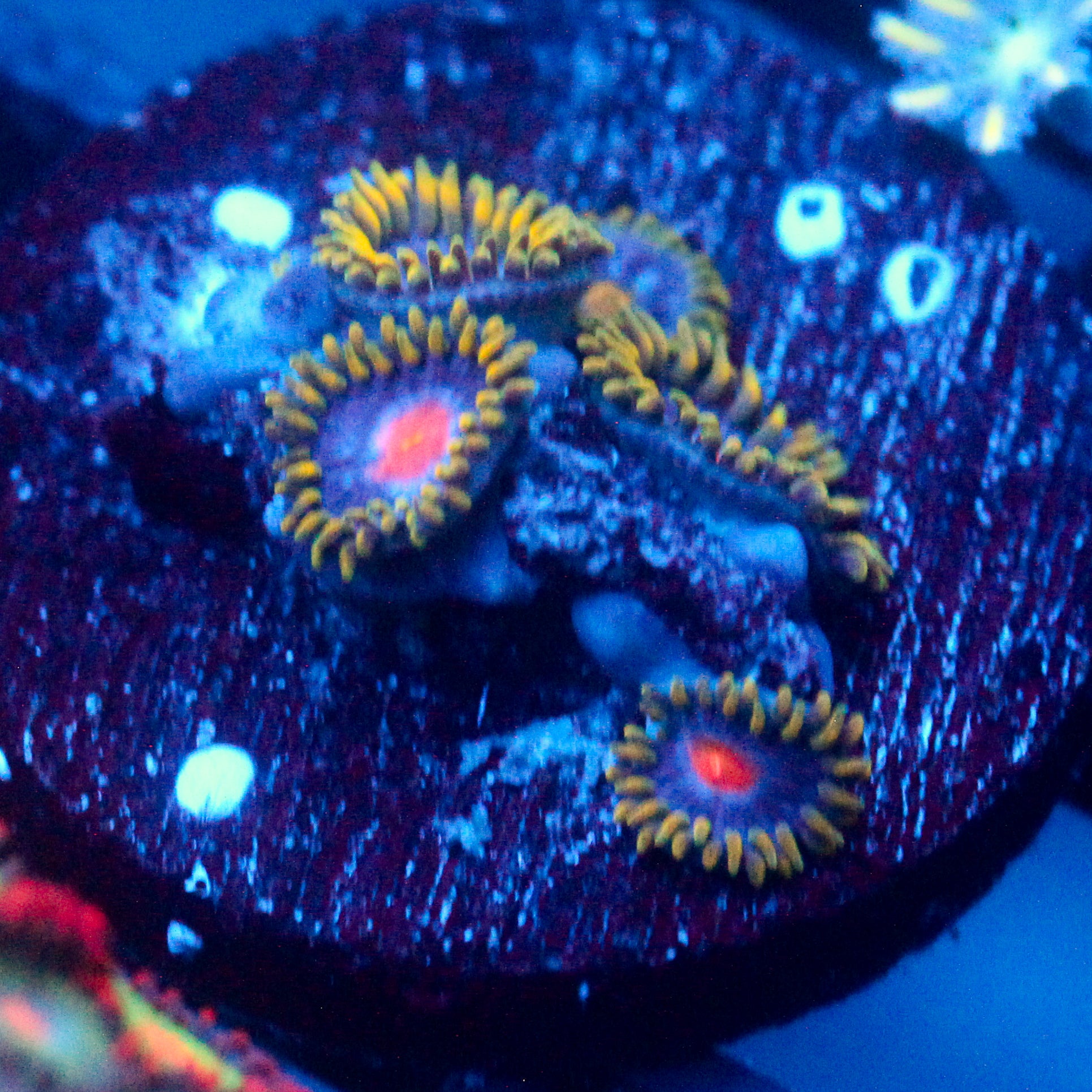 JC Gold Burn Zoanthid