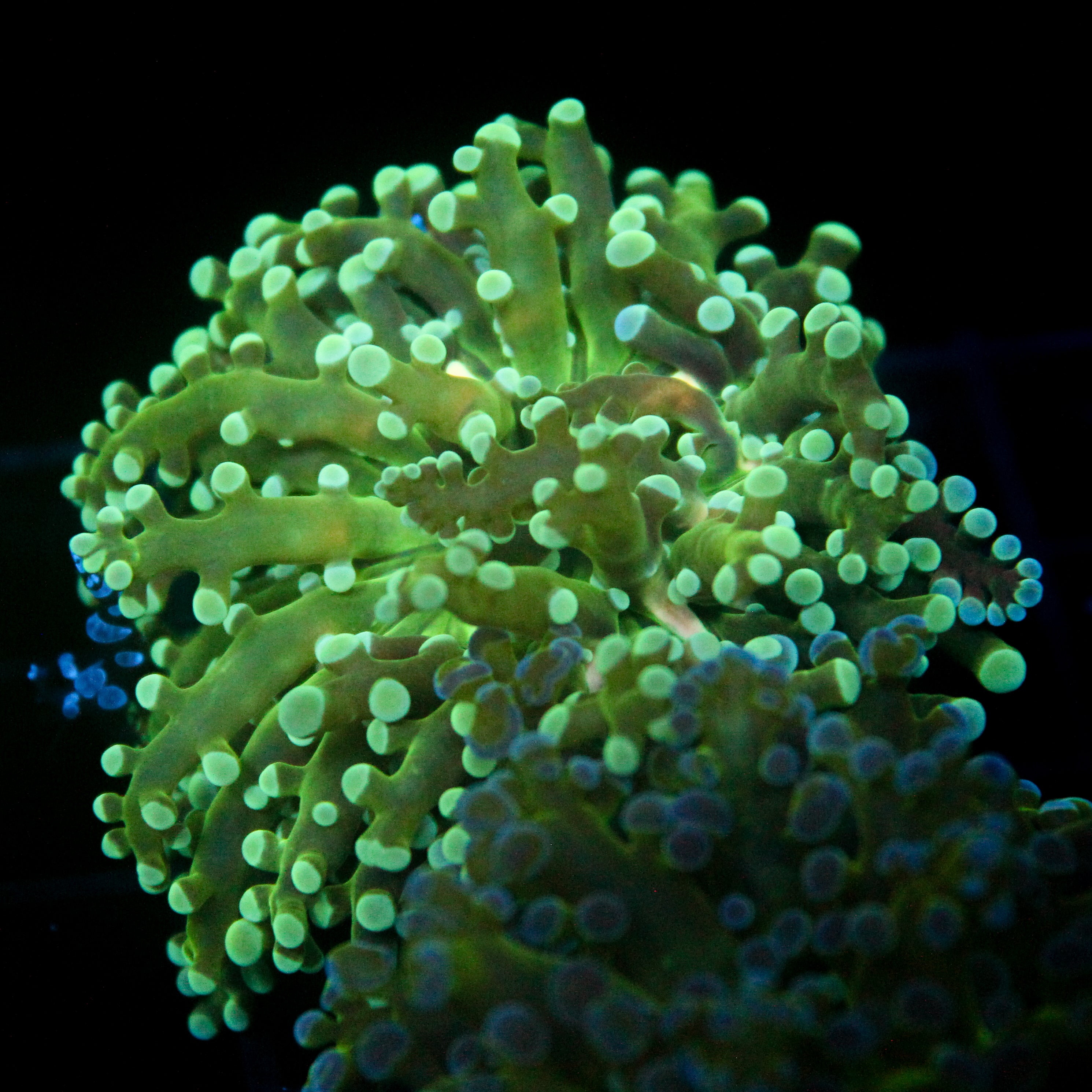 JC Blue Breath Frogspawn