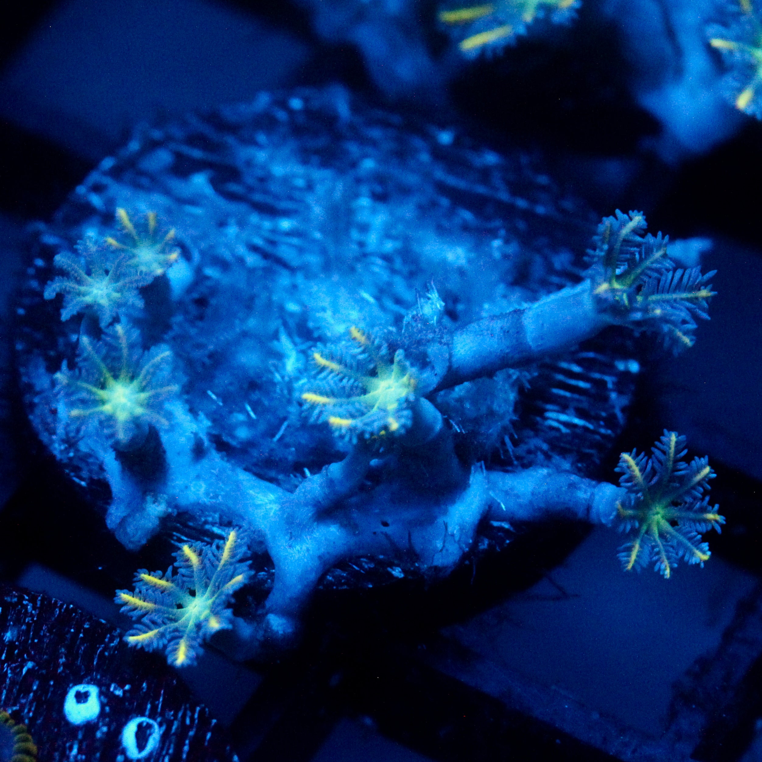 JC Orange Tip Clove Polyp