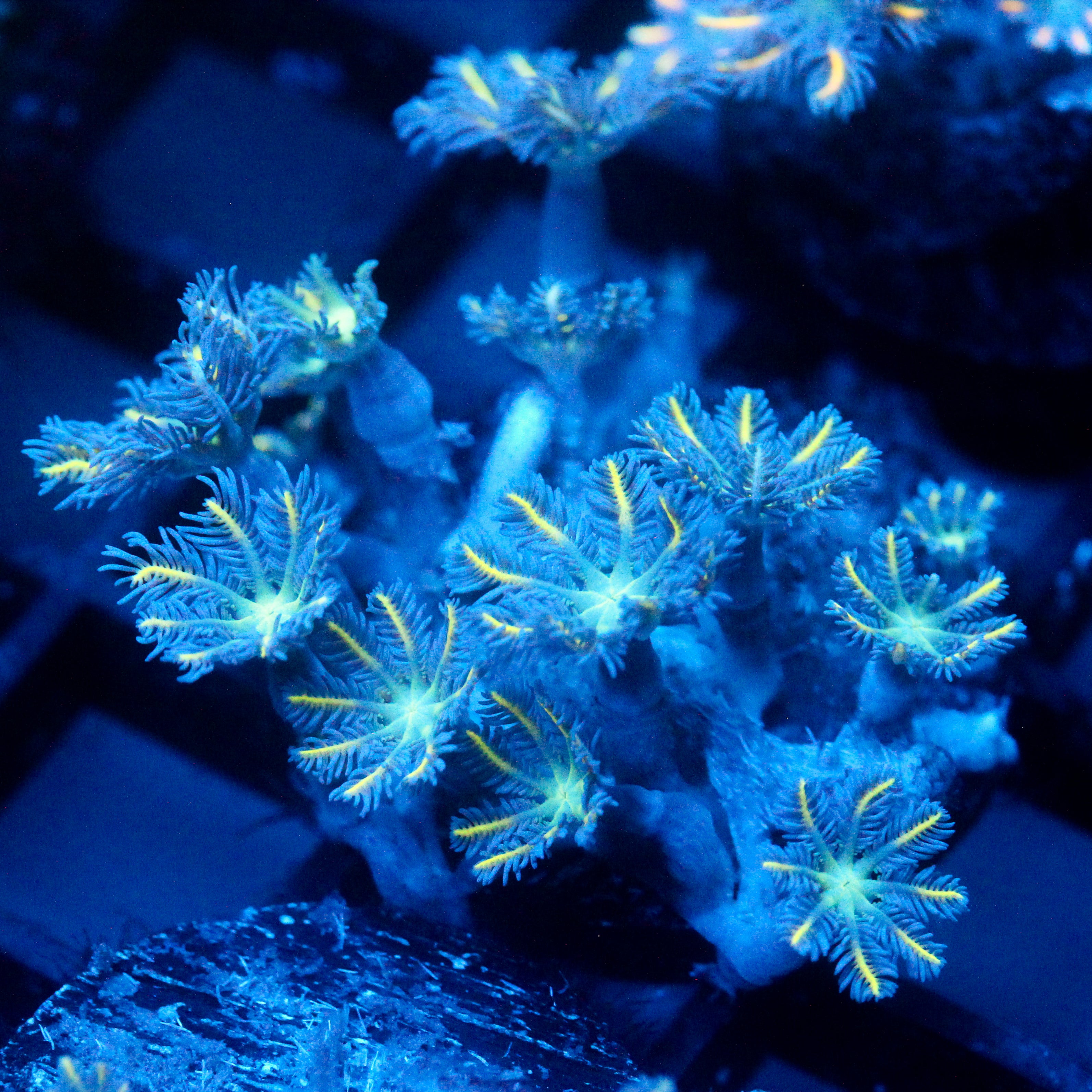 JC Orange Tip Clove Polyp