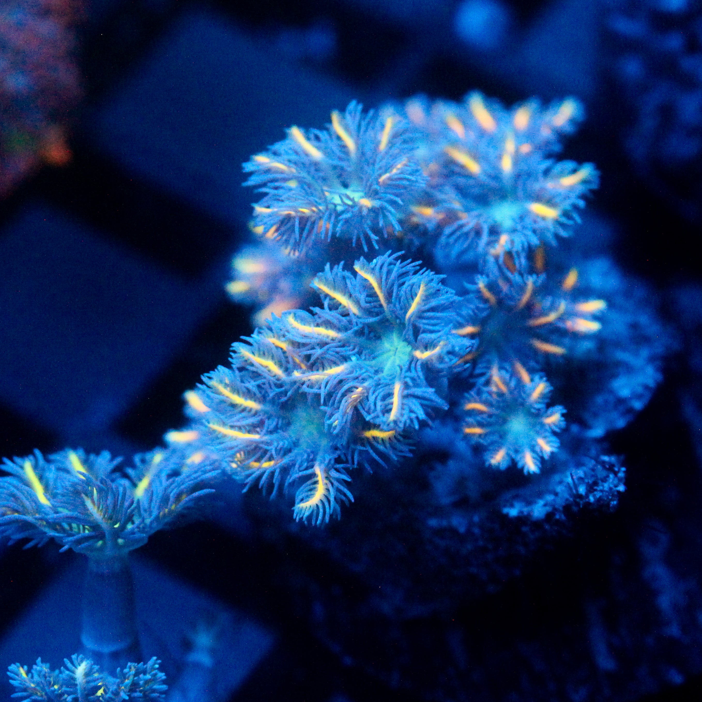 JC Orange Tip Clove Polyp