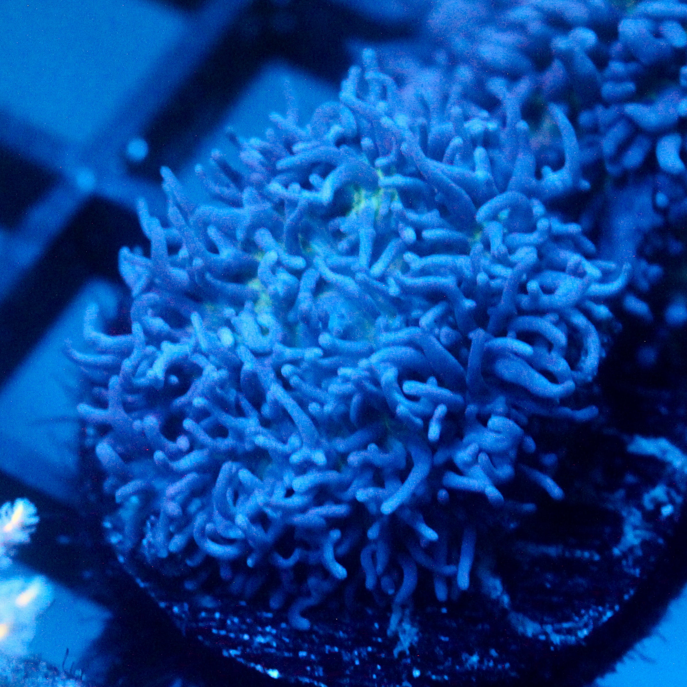 JC Fuzzy Mushroom