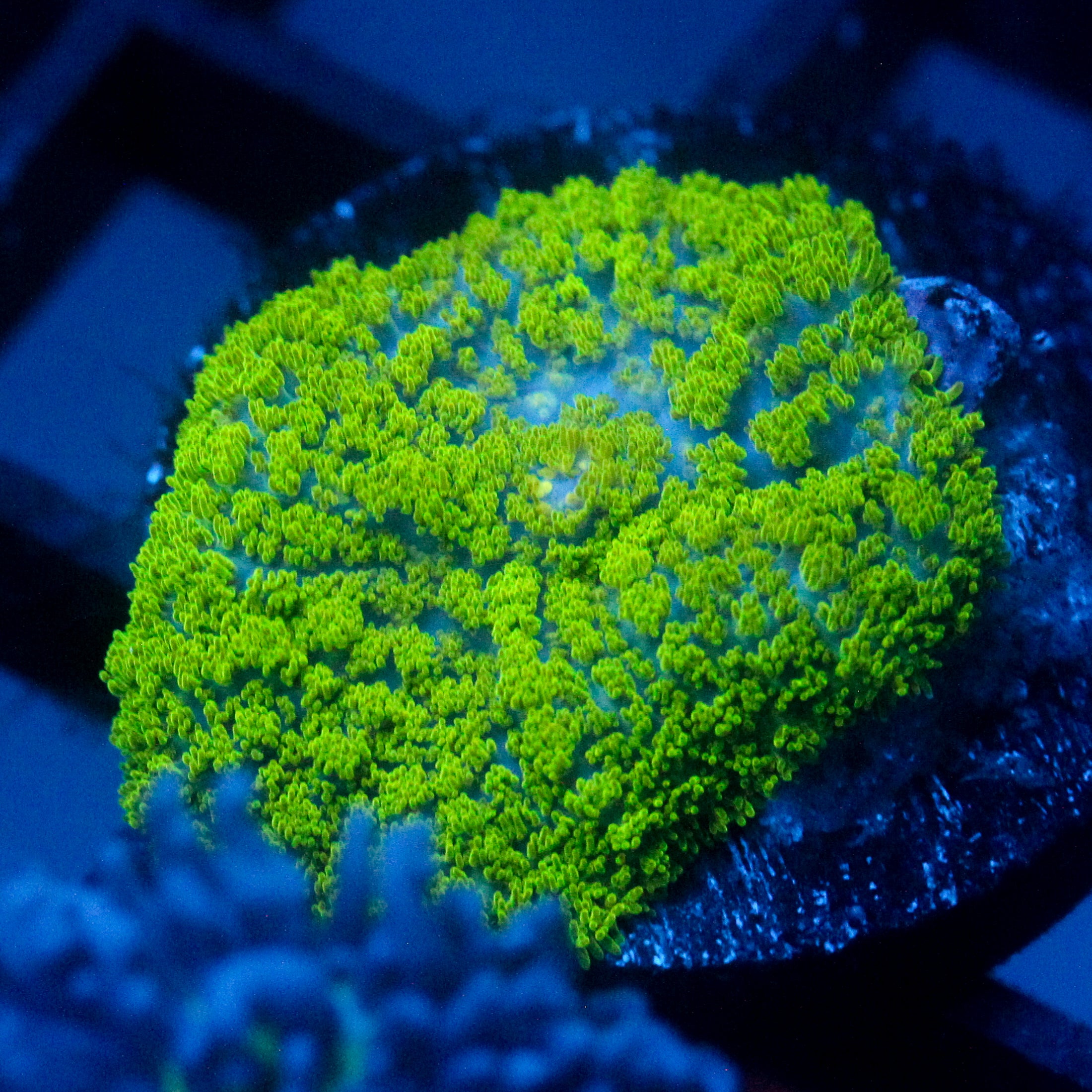 JC Neon Green Rhodactis