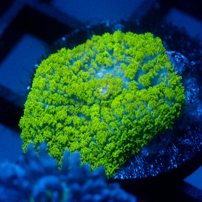 JC Neon Green Rhodactis