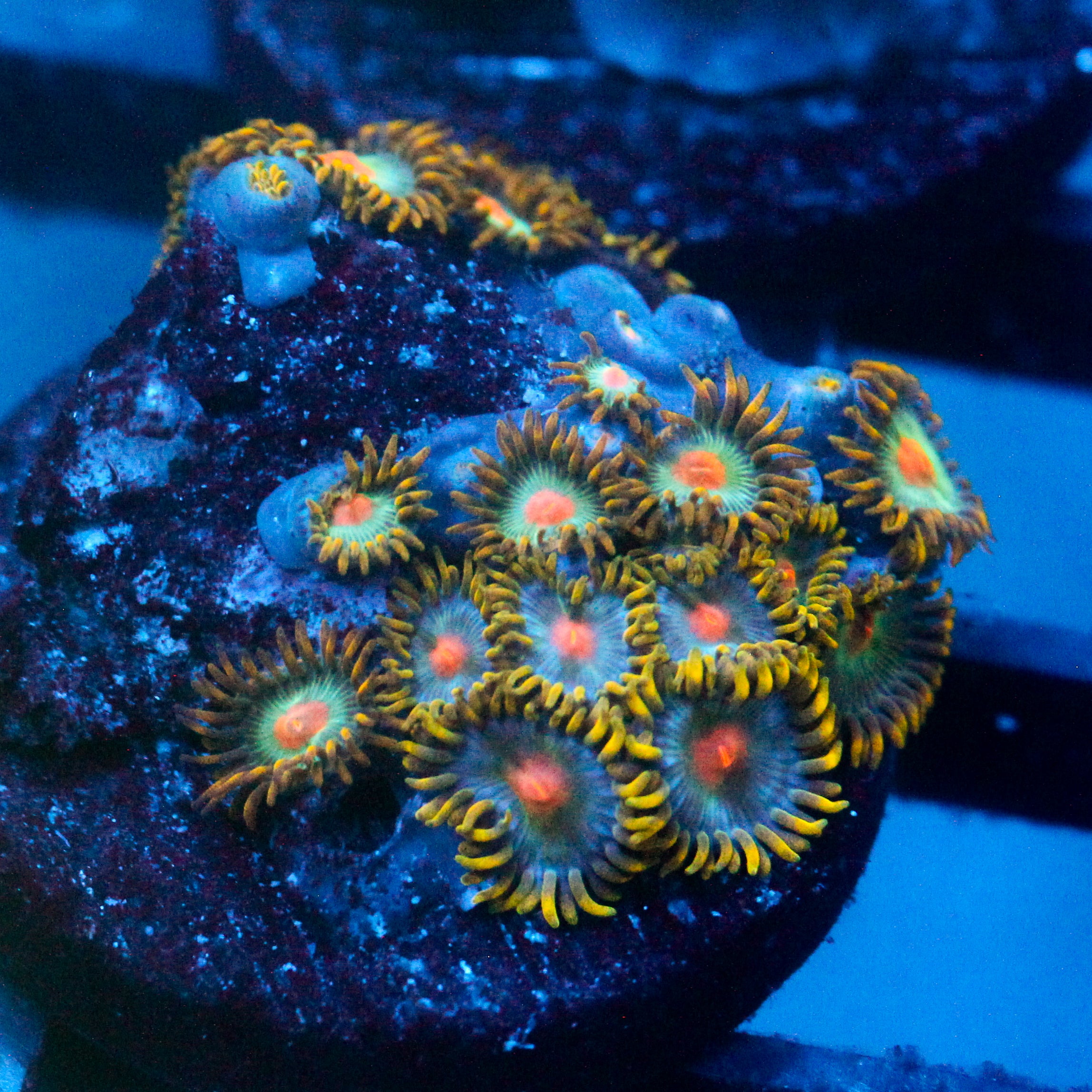 JC Blue Beast Zoanthid Mix
