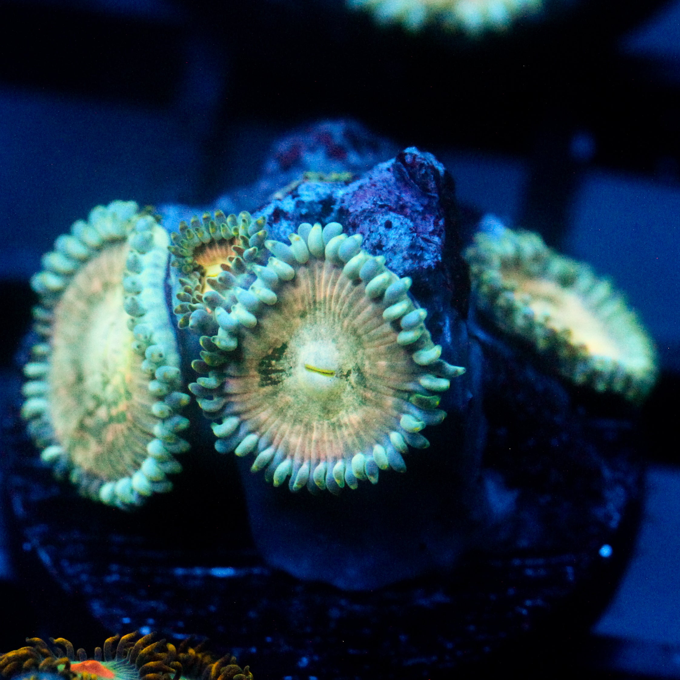 JC Hawaiian Ding Dang Zoanthid