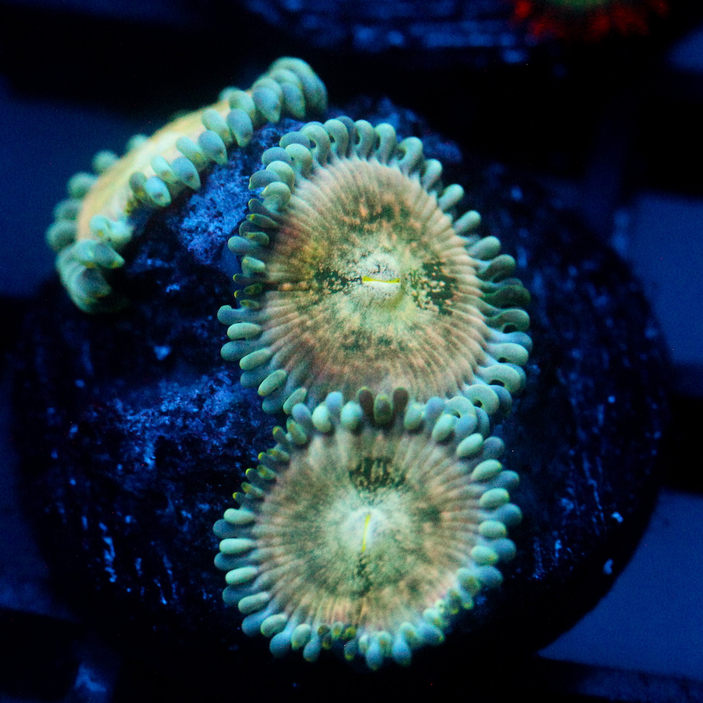 JC Hawaiian Ding Dang Zoanthid