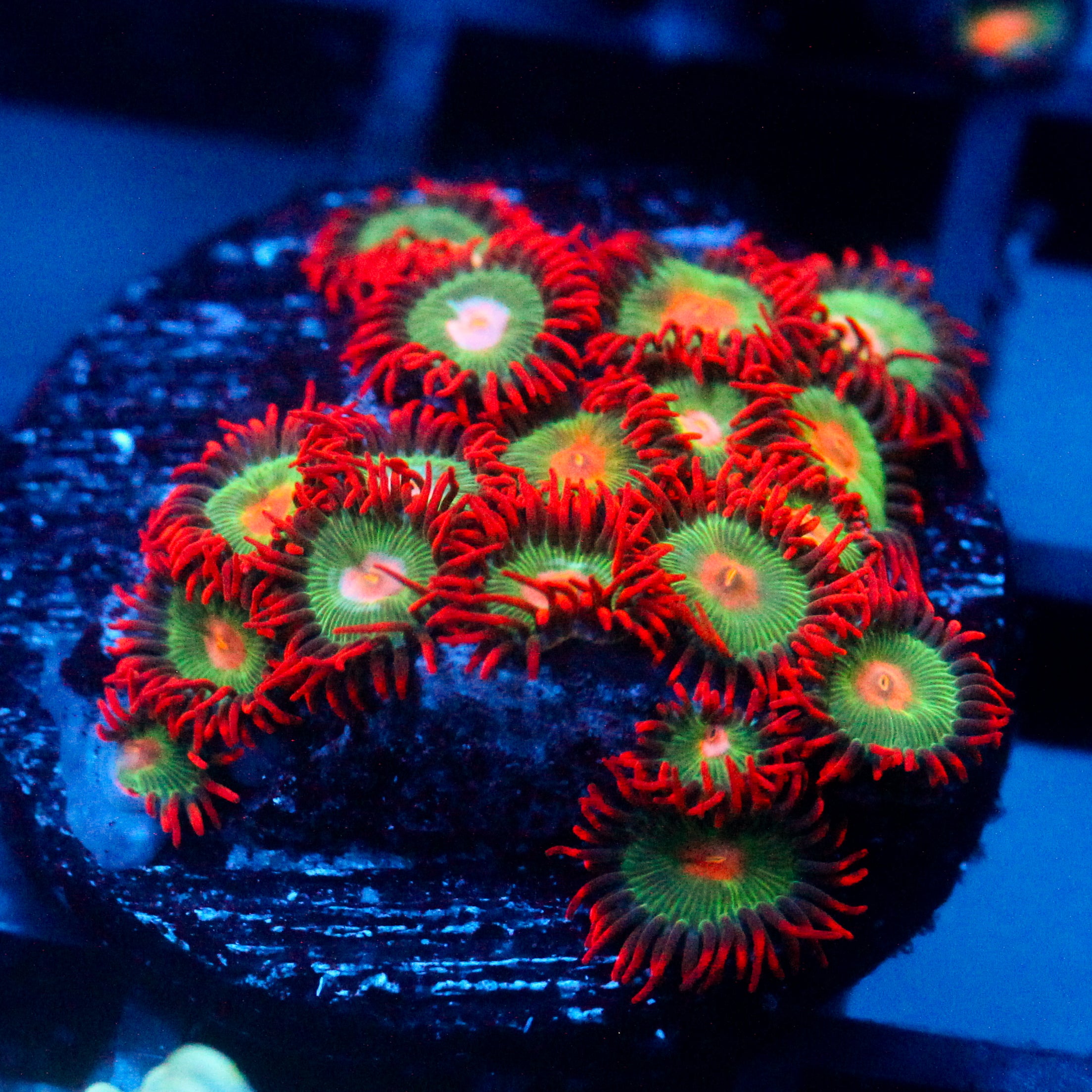 JC Gatorade Zoanthids