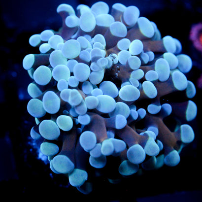 JC Blue Bubbles Hammer