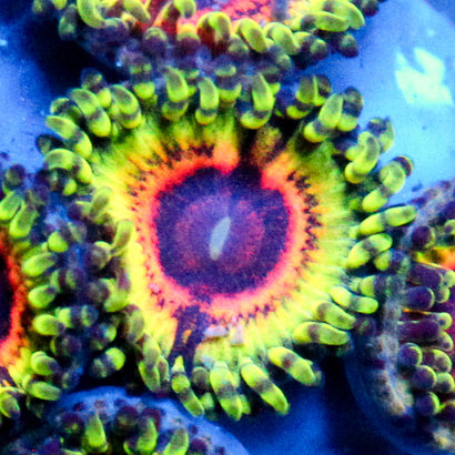 Little Shop of Horror Zoanthid (1 Polyp)