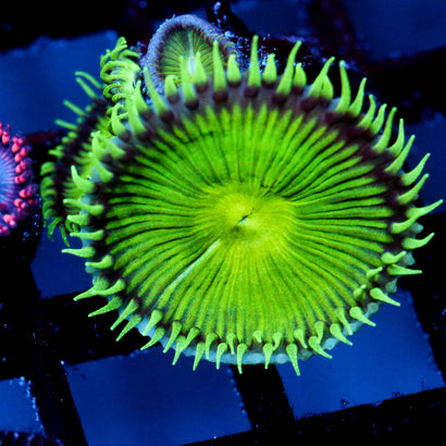 JC Sinister Green Palythoa