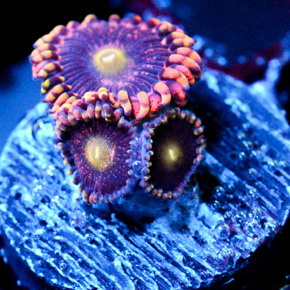 Bozos Birthday Zoanthid