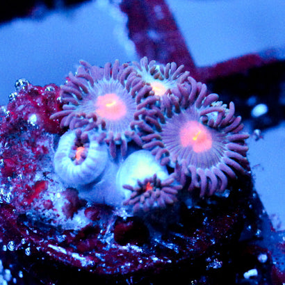 JC Alien Blood Zoanthid