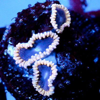 JC Mesosphere Zoanthid