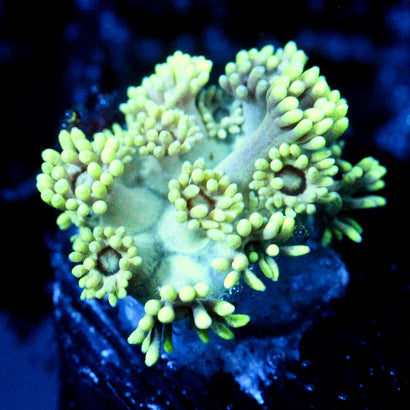 JC Yellow Death Goni