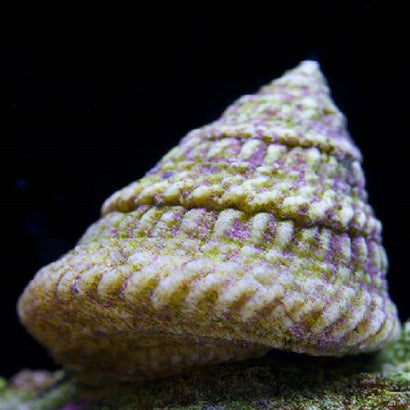 Trochus Snail 5 Pack