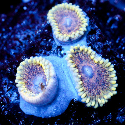 JC Permafrost Zoanthid