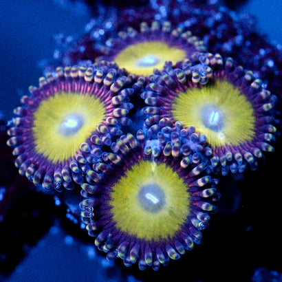 JC Hypnotoad Zoanthid