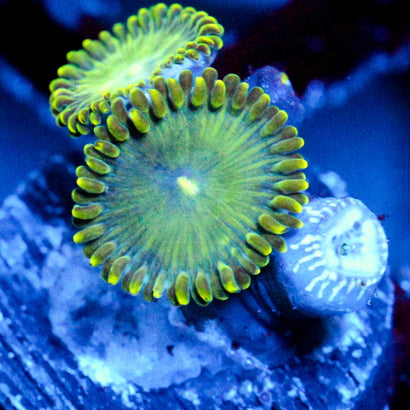 JC Lady Liberty Zoanthid