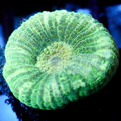 JC Neon Green Favia