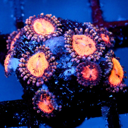 JC Speckled Kraze Zoanthid