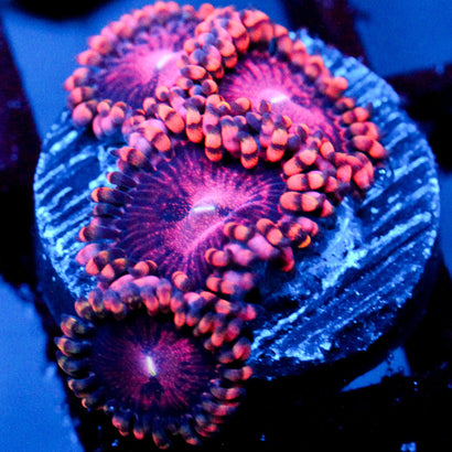 JC Purple Empress Zoanthid