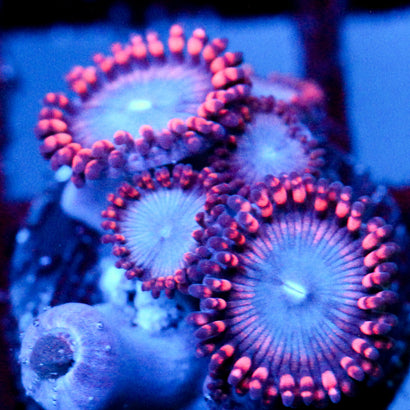 JC Molten Sulfer Zoanthid