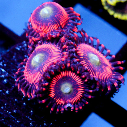 JC Valentine's Blurr Zoanthid