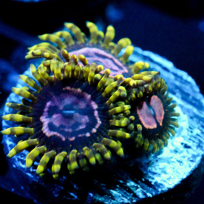 JC Purple Monster Zoanthid