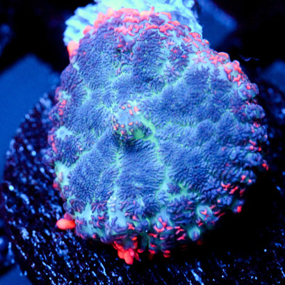 JC Yeti Flesh Mushroom