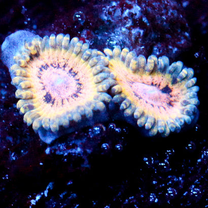 JC Oceanside Zoanthid