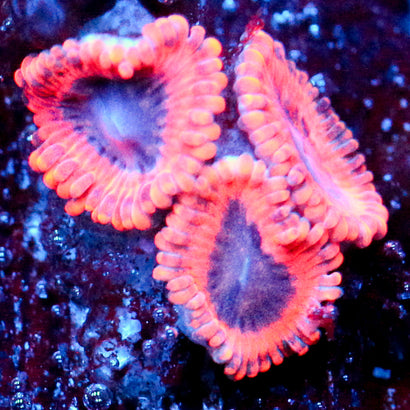 JC Typhloshion Zoanthid