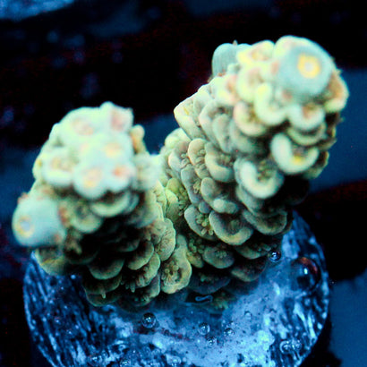 JC Caribbean Rainbow