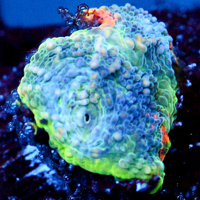 JC Rainbow Echinata