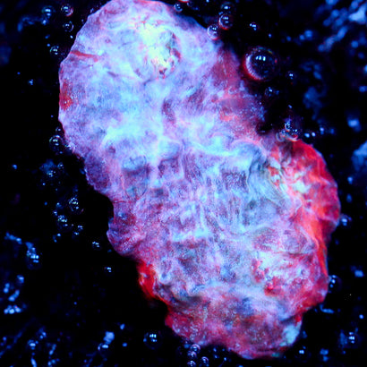 JC Unholy Trinity Chalice