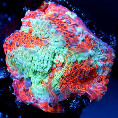 JC Blue Beast Chalice