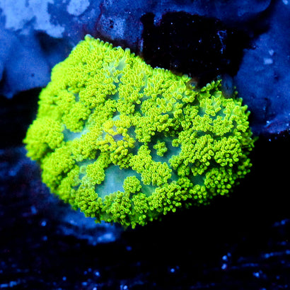 JC Neon Green Rhodactis