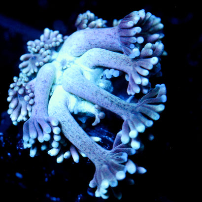 JC Beachy Breeze Goni