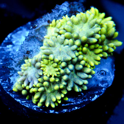 JC Yellow Petals Goni