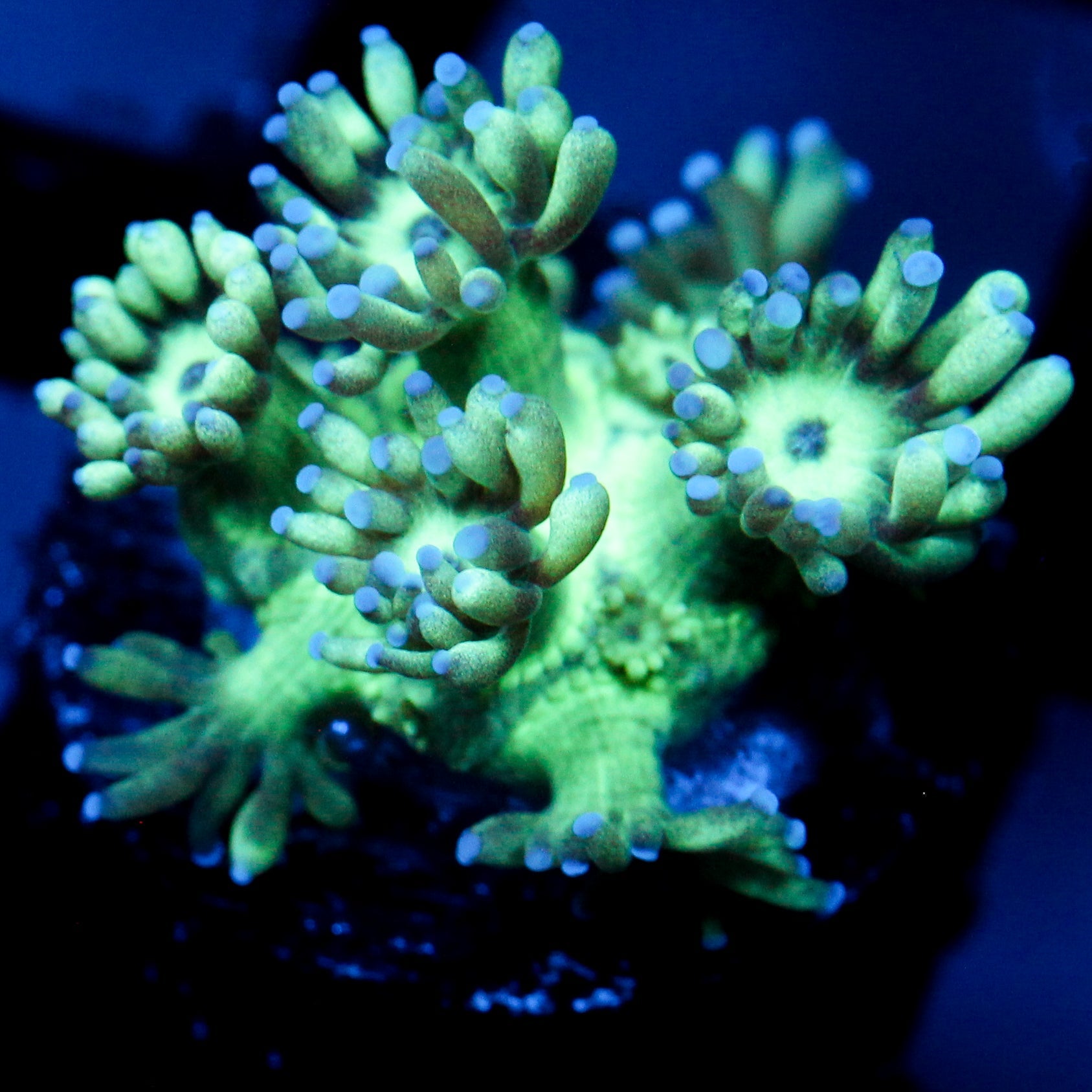 JC Tortoise Goni