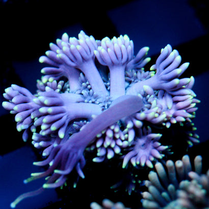 JC Blue's Clues Goni