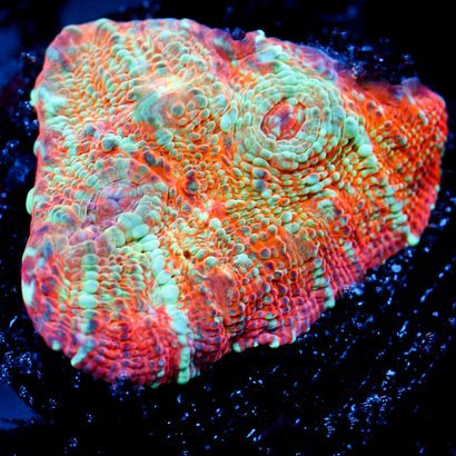 JC Cheetos Finger Chalice