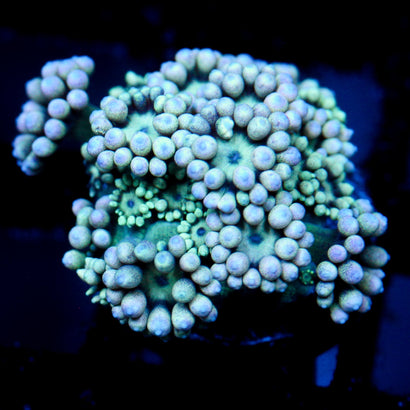 JC Minty Flowers Goni