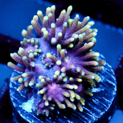 JC Speckled Shimmer Goni