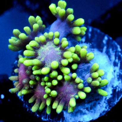 JC Alien Abduction Goni