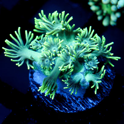 JC Seagrass Goni